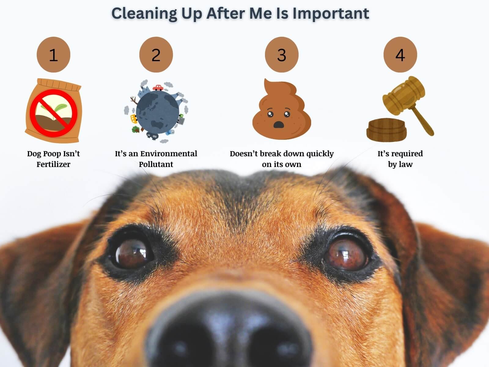 Featured image for “DIY Dog Poop Removal vs Professional Service: Pros, Cons, and How to Choose the Best Option for Your Yard”