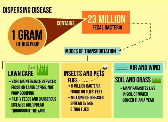 Featured image for “Health Risks of Dog Poop in Yard: Dangers to Humans, Pets, and the Environment”